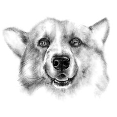 Pencil drawing closeup on a white background, dog breed Welsh Corgi Pembroke