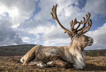 reindeer resting in a landscape of northern mongolia © katiekk2