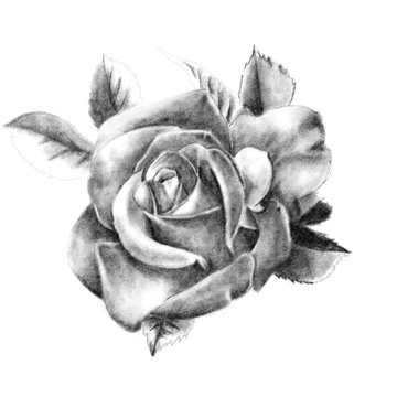 Fototapeta Pencil drawing of a rose closeup on a white background