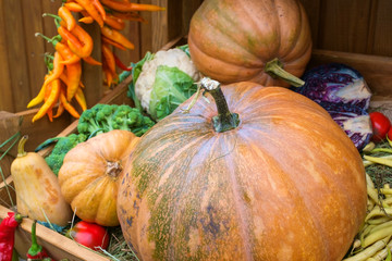 assortment of autumn vegetables. Pumpkin.
