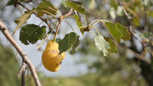 Shallow DOF Pyrus communis tree branches slow motion -  Tasty yellow organic pear fruit close-up slow-mo 