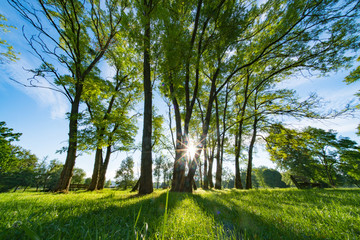 Sunlight through the trunks of trees. Morning in the summer park