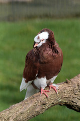 pigeon