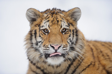 Siberian tiger in winter
