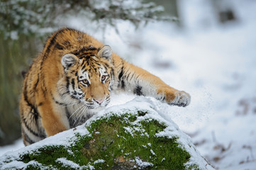 Tiger on snow before attack