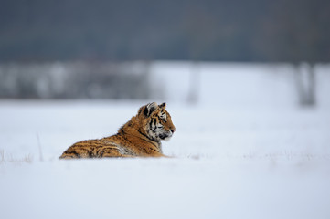 Fototapeta premium Tiger lying on snowy meadow