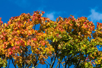 Ahornbaum im Herbst