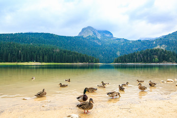 High Mountain and Black Lake at cloudy daytime, Durmitor National Park, Montenegro. Beautiful...