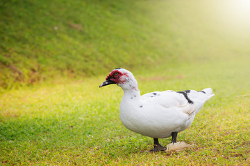 White duck walking in green field..Large duck with red wattles,natural blurred background.