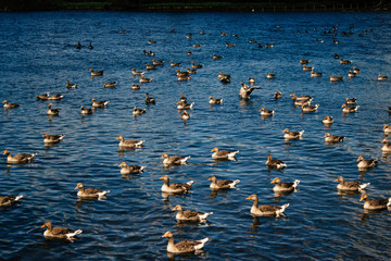 Ducks on a Lake