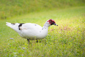 White duck walking in green field.Large duck with red wattles,natural blurred background.