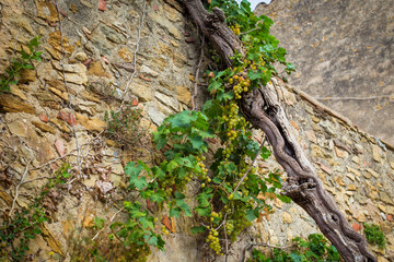 Costra Brava - Spain