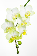 Orchidee weiß gelb