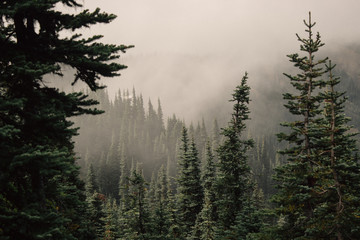Misty Mountain Forest