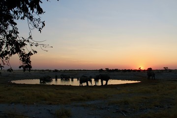 Elephants drinking from Okaukuejo waterhole - Etosha Park Namibia
