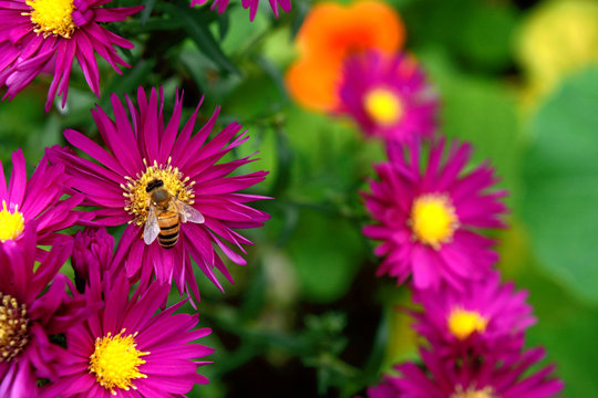 Honeybee collecting nectar and pollen from Michaelmas daisies