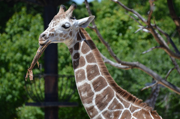 Giraffe