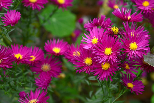 Cluster of Michaelmas daisies with magenta petals and yellow centres