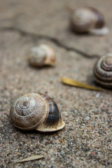Snail Shells