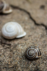 Snail Shells