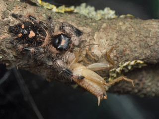 A close up of Phidippus regius eating a cricket