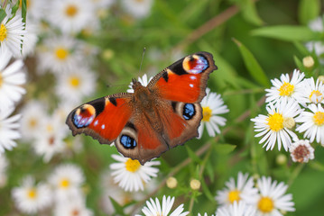 farfalla su un fiore