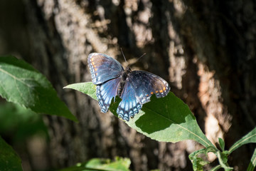 Blue Butterfly on Leaf