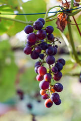 Reife rote Weintrauben 