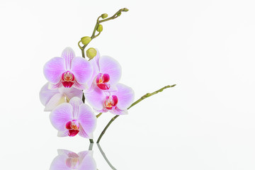 Inflorescence of butterfly orchid with reflection on white background