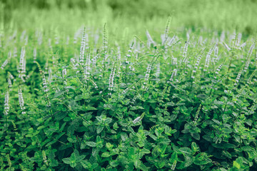 Beautiful mints in the park