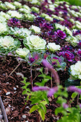 White and cauliflower