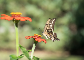 Butterfly on Orange Flower