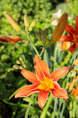 Fototapeta premium Tiger lilies in garden. Lilium lancifolium (syn. L. tigrinum) is one of several species of orange lily flower to which the common name Tiger Lily is applied.