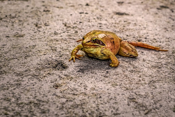 The ugly frog