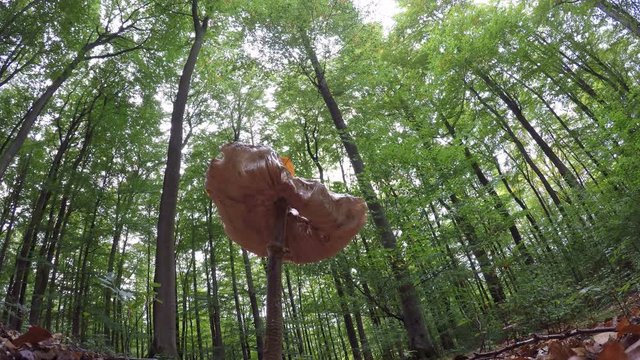 Parasolpilz im Laubwald, Spessart