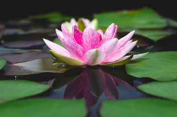 beautiful lotus flower natural in pond.