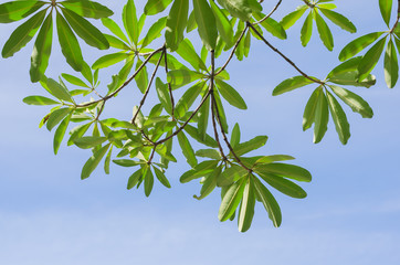beautiful green leaves with blue sky background.