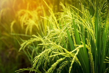 Rice field in local area of Thailand