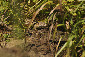 Large lizard looks out of a grass. Wild nature. Reptiles, pangolin, animals, nature 