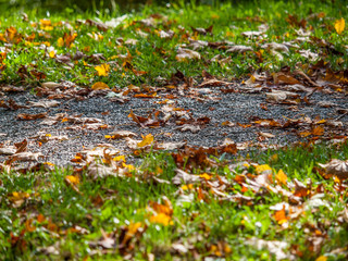 Herbstliches Laub