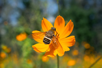 La abeja llega a la flor.