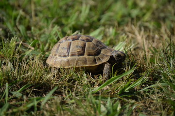 Черепаха Turtle