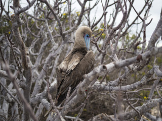 Red Footed Booby - Bartolome Island, Galapagos, Ecuador