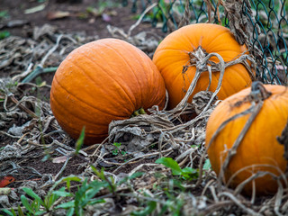 Gartenk&uuml;rbisse im Beet