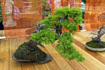 European larch - Bonsai in the style of 