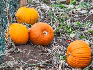 Fototapeta premium Gartenkürbisse im Beet