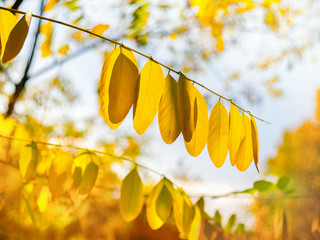 Colorful foliage and gold yellow trees  in a public park in autumn with blue sky.
