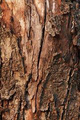Tree Trunk Background.
