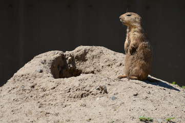 Prairie dog