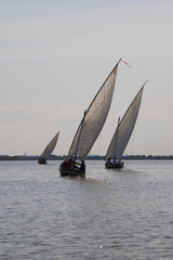 Obraz premium Vela Latina 